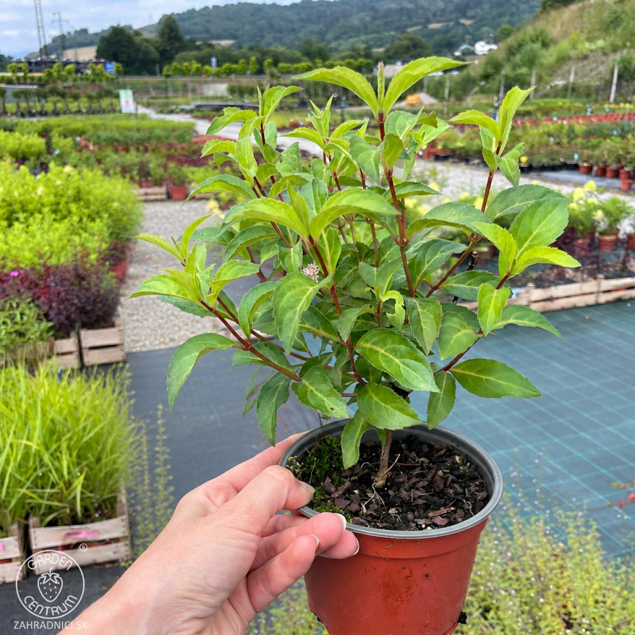 Obrázok Hortenzia popínavá (Hydrangea scandens) 'First Love'® - výška 10-20 cm, kont. C1L